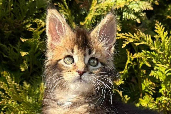 Elizabeth Maine Coon female black ticked tabby - live animals