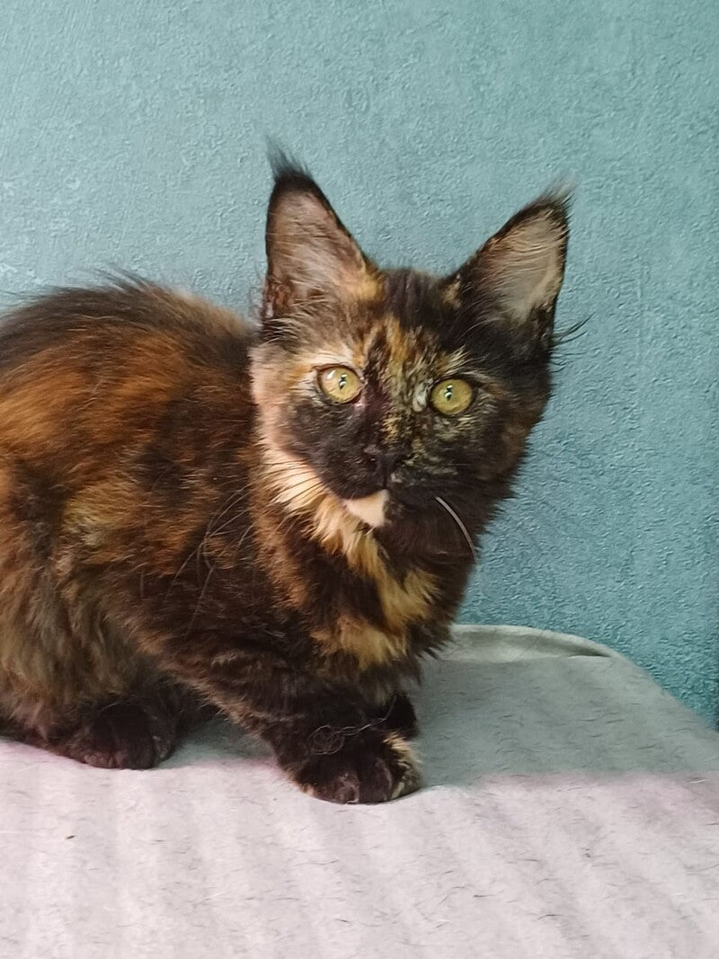 Maserati Maine Coon female, black tortie