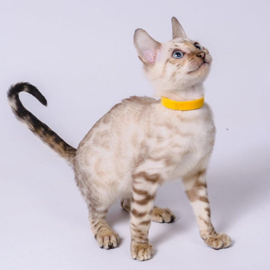 Walter Bengal male, black spotted tabby pointed