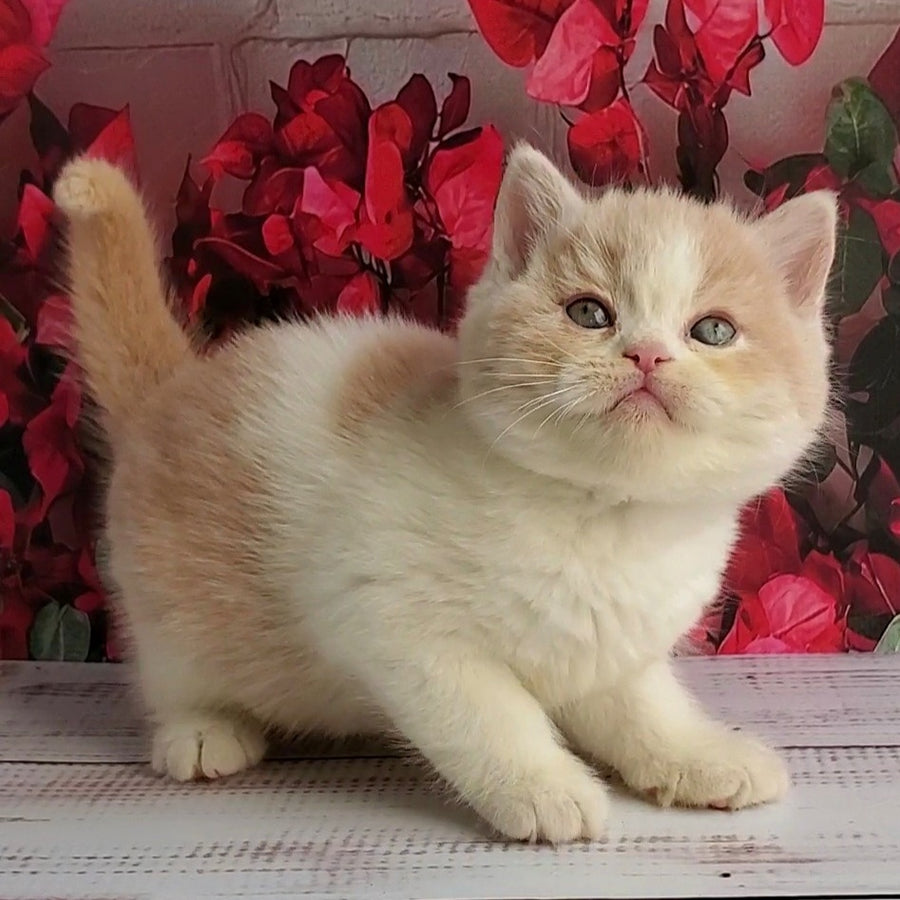 Ivar British Shorthair male, fawn bicolour
