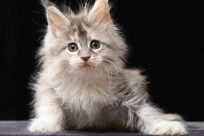 Naicie Maine Coon female, blue tortie silver tabby bicolour