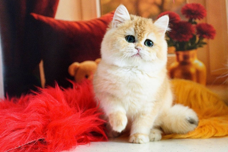 Mimi British Shorthair female, black golden chinchilla