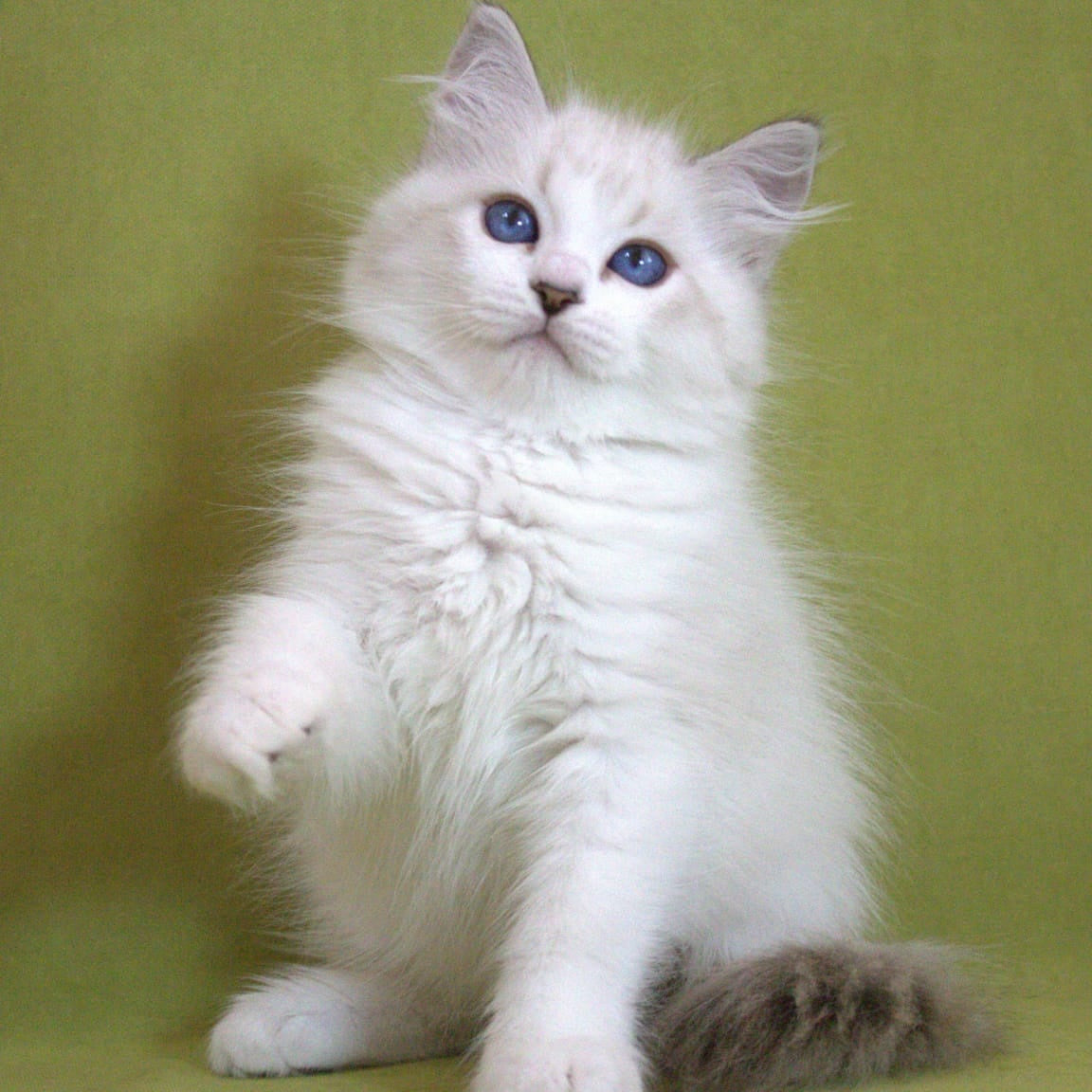 Hammer Siberian male, black bicolour tabby pointed