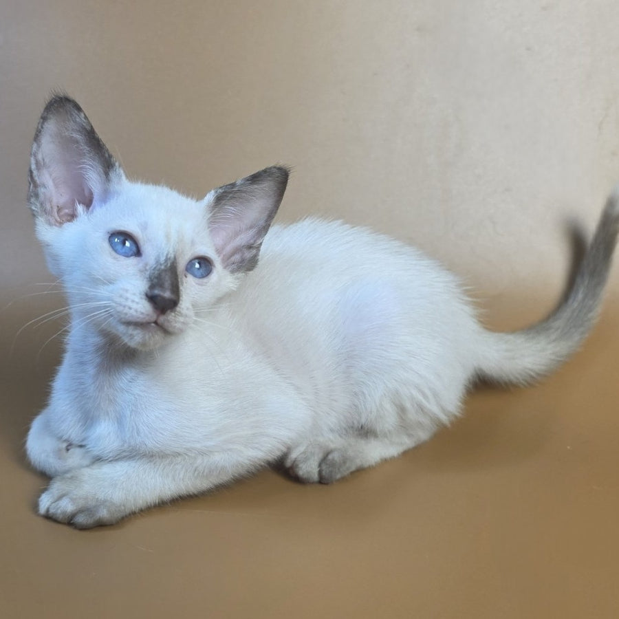 Eir Siamese female, black tortie