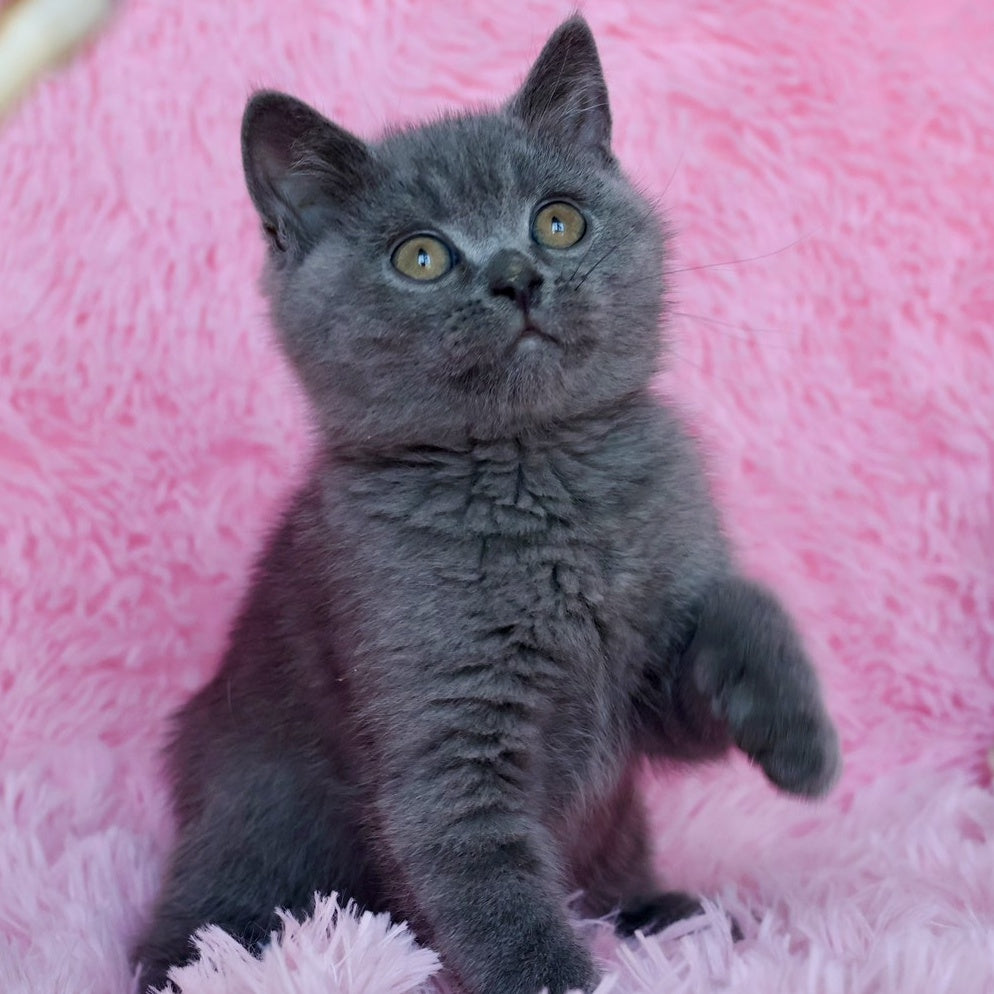 Xavi British Shorthair male, blue