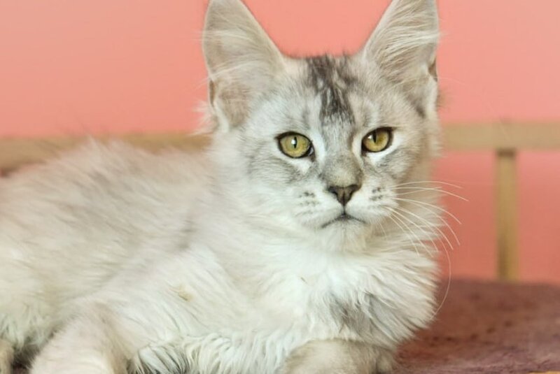 Zabava Maine Coon female, black tortie silver ticked tabby