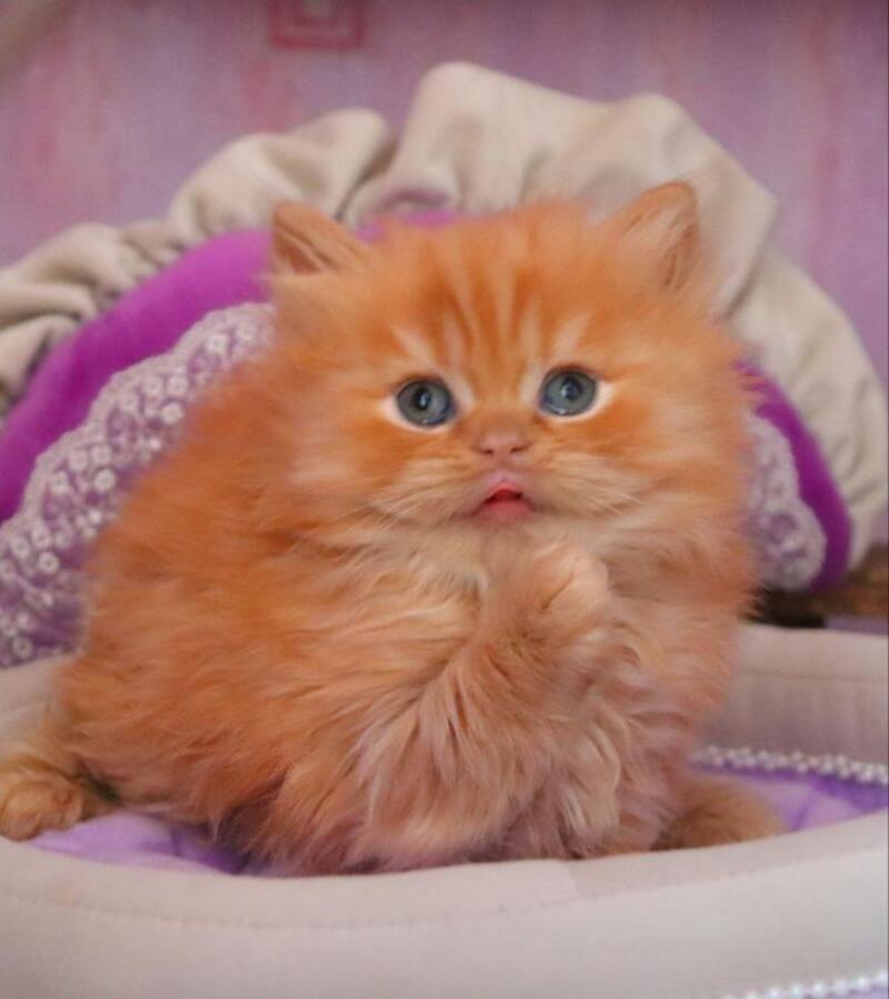Bow British Longhair male red live animals