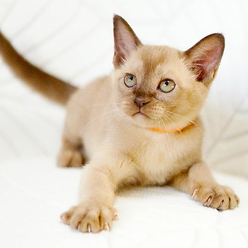 Vanessa Burmese female, chocolate