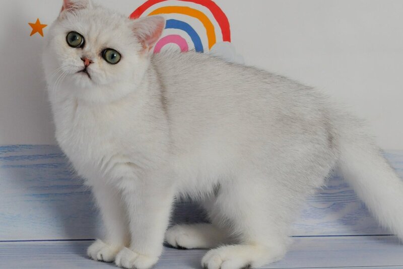 Barbie British Shorthair female, black silver shaded
