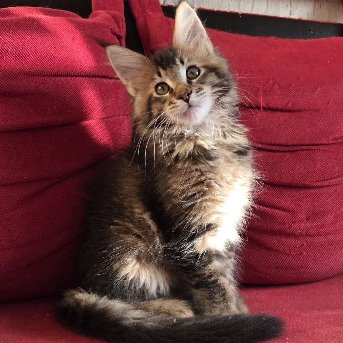 Rodion Maine Coon polydactyl 6x6x6x6 male, black ticked tabby