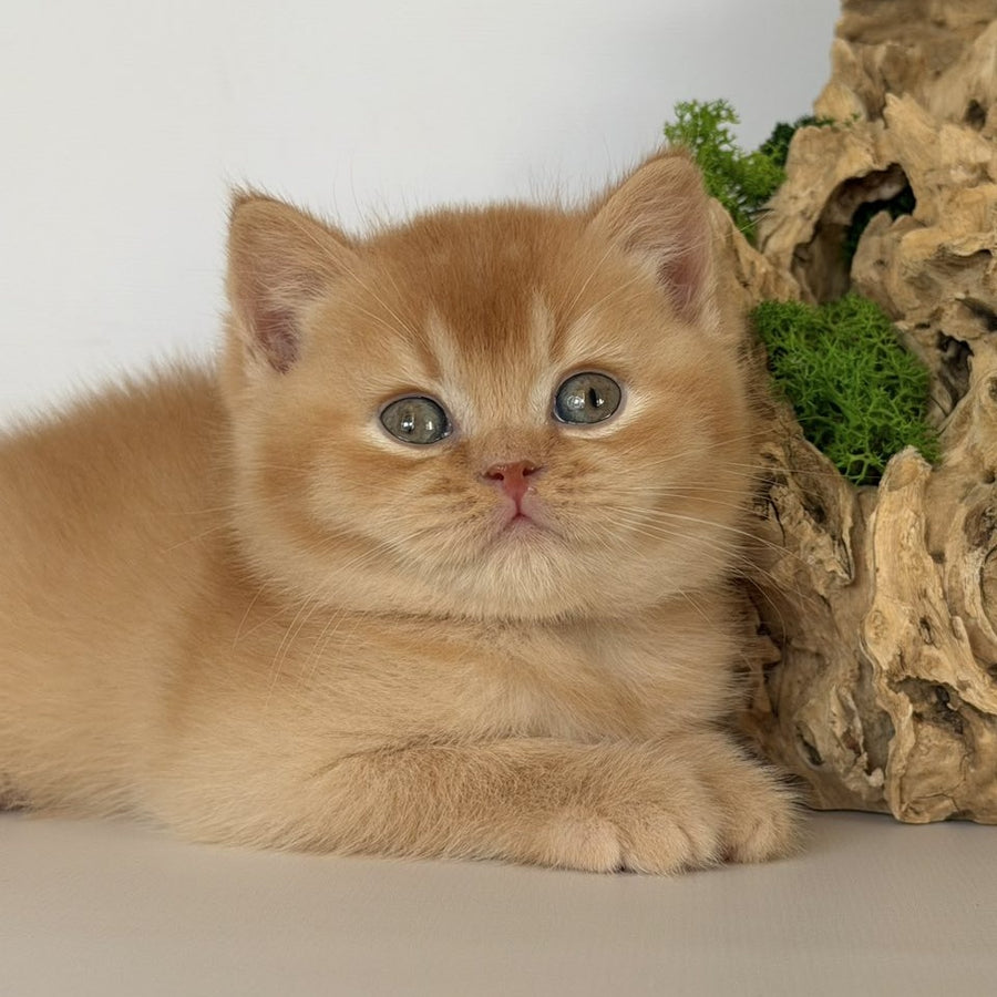 Gio British Shorthair male, red