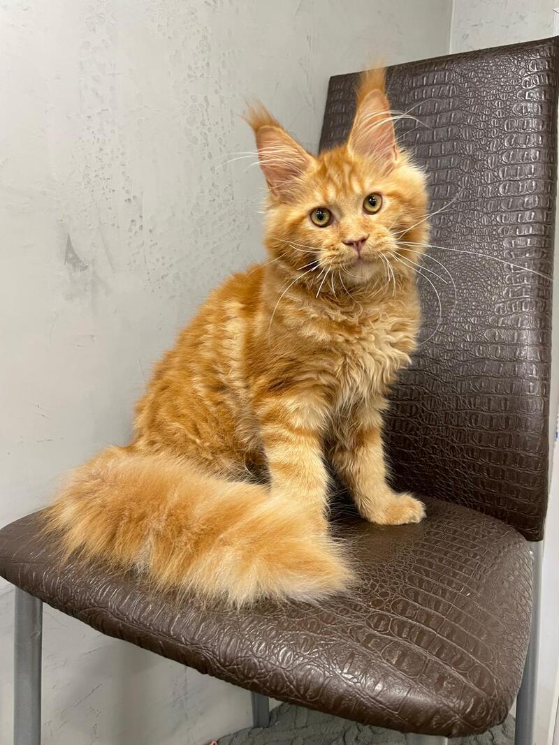 Jaguar Maine Coon male, red