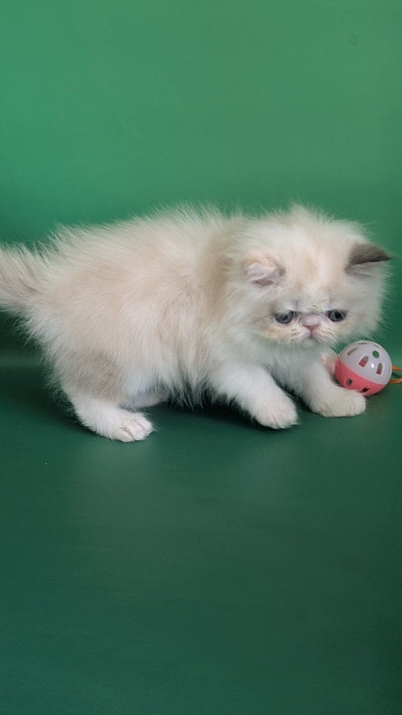 Nelli Persian female, blue tortie pointed bicolour