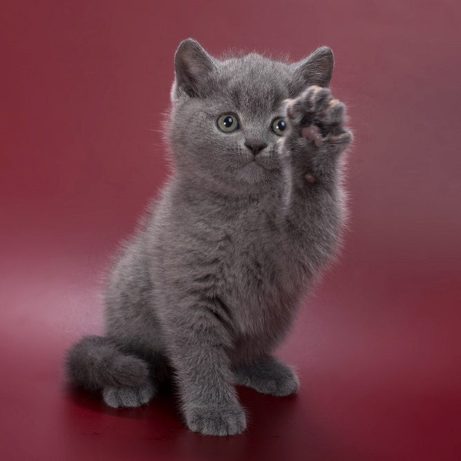 Percy British Shorthair male, blue