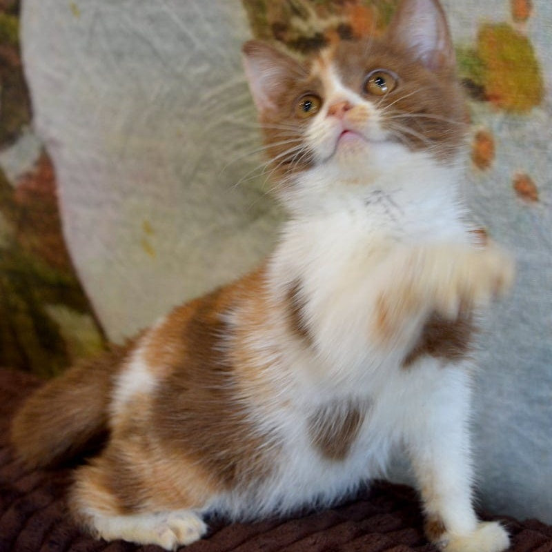 Leosia British Shorthair female, cinnamon tortie bicolour