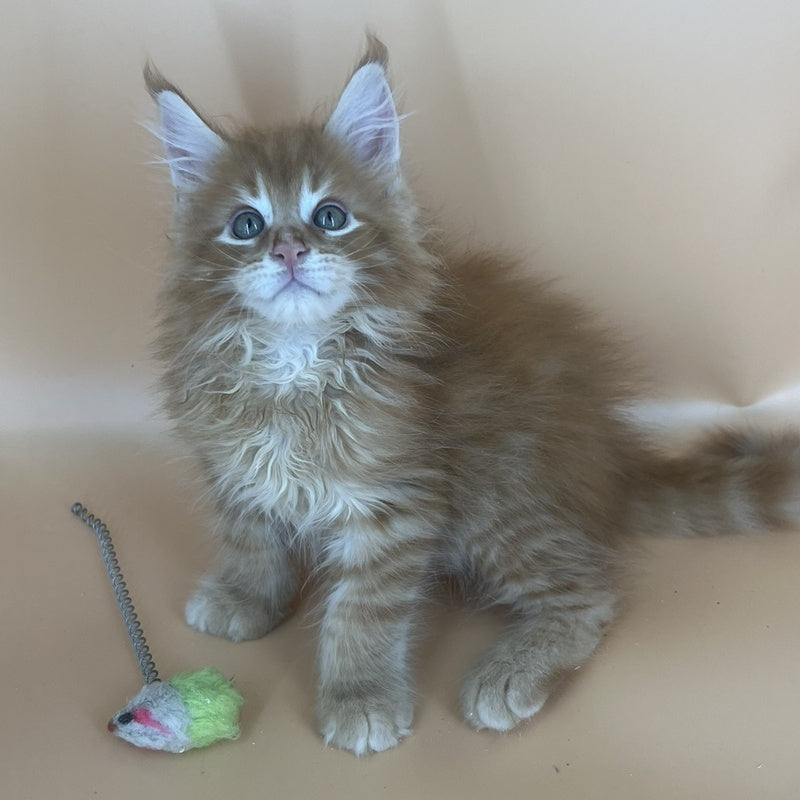 Brian Maine Coon male, red tabby
