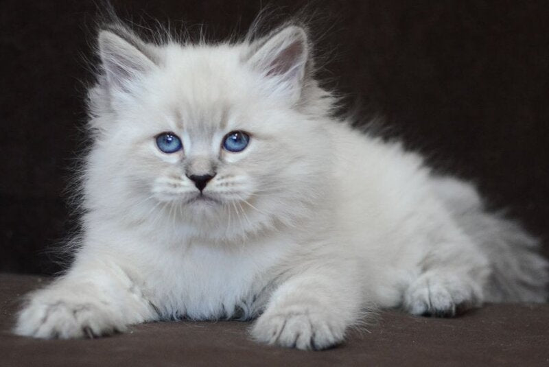Eliksir Neva Masquerade male, blue tabby pointed