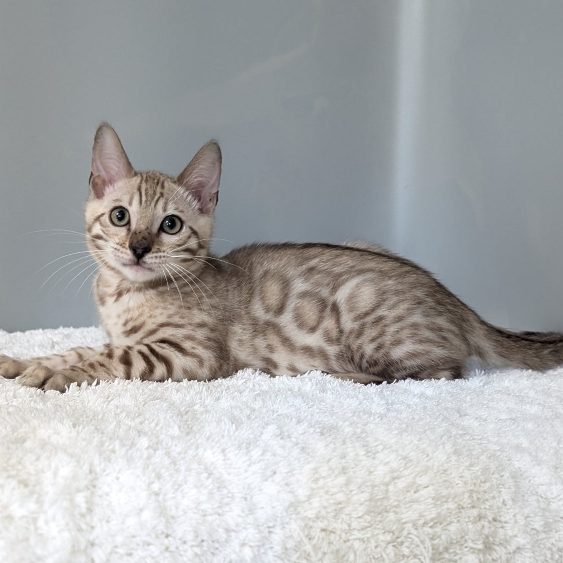Chester Bengal male, black spotted tabby pointed