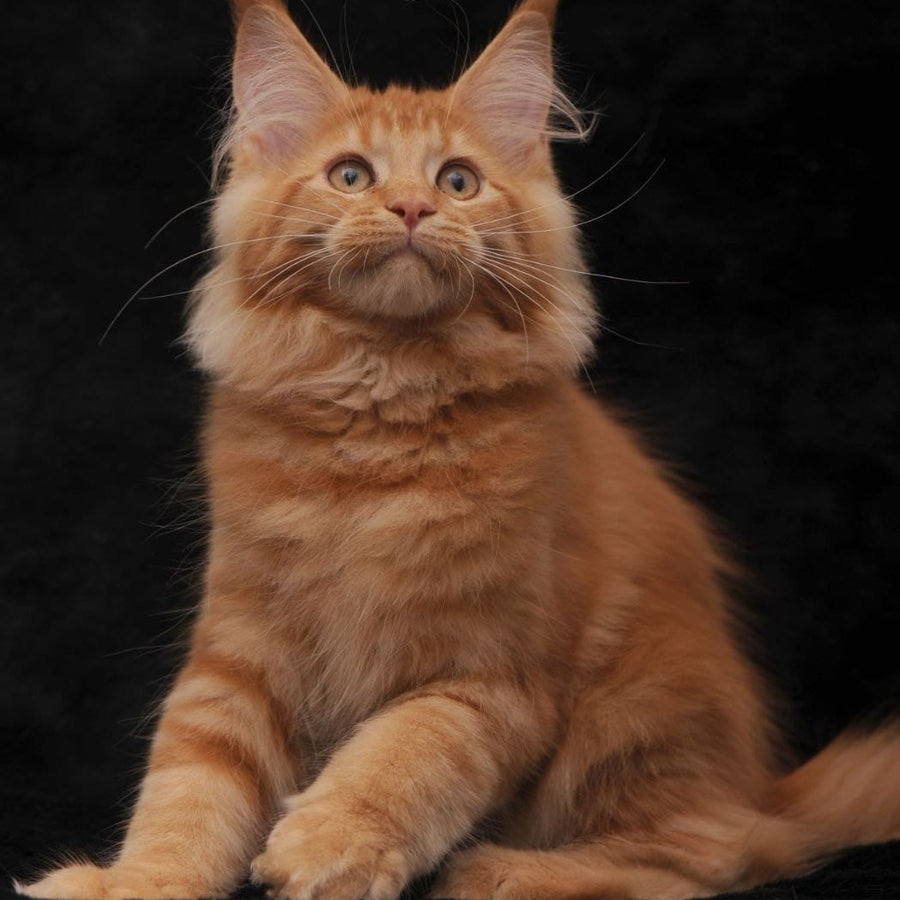 Rеу Maine Coon male, red