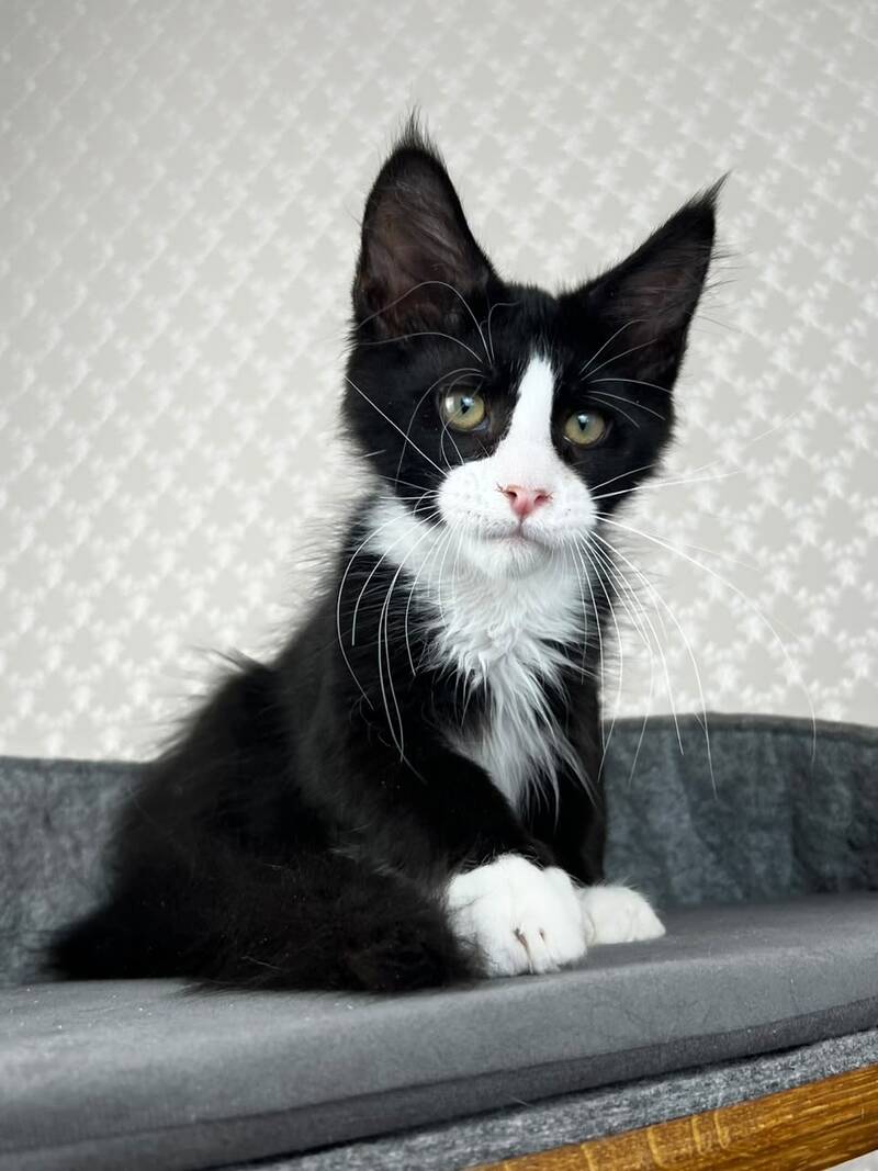 Olaf Maine Coon male, black bicolour