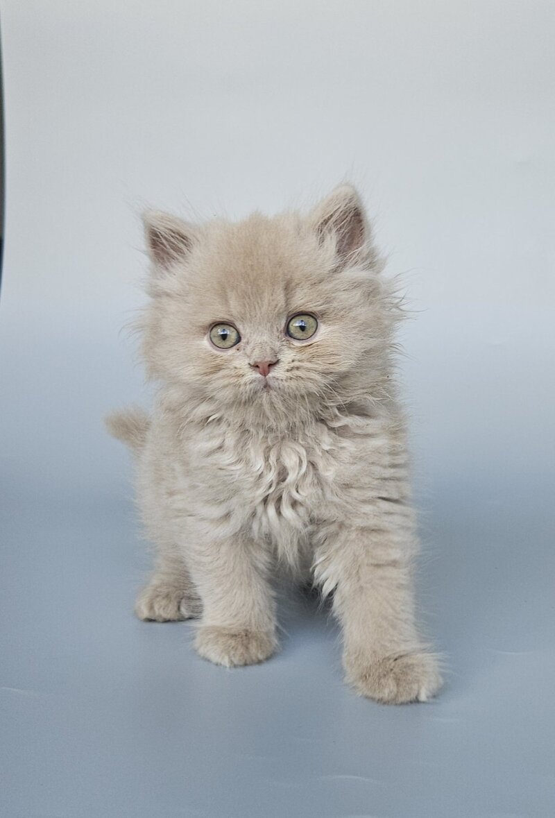 Angel British Longhair male, fawn
