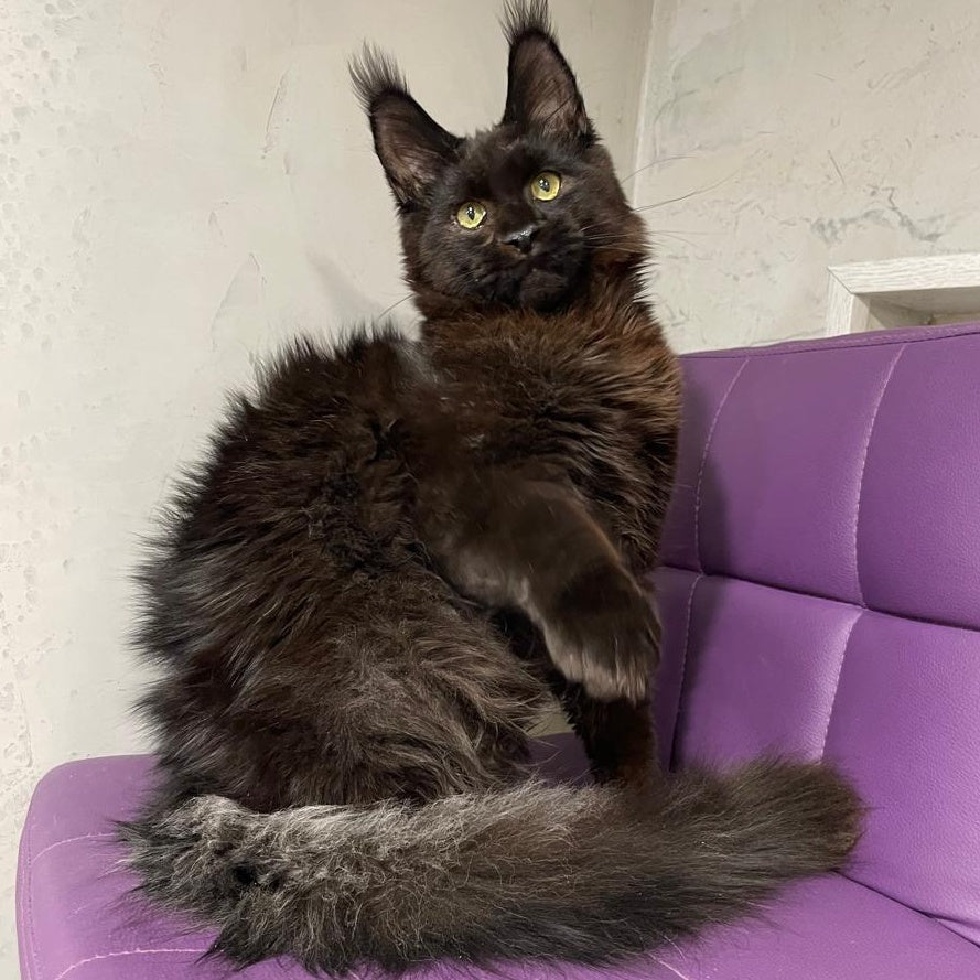 Petrovich Maine Coon male, black