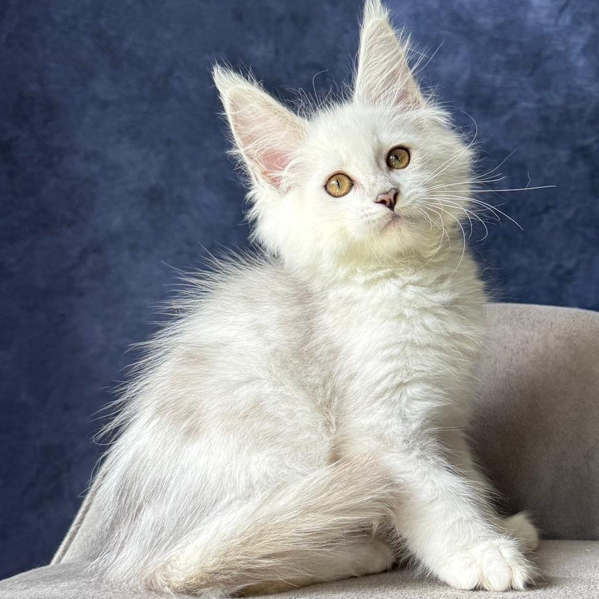 Wycliffe Maine Coon female, black silver shaded