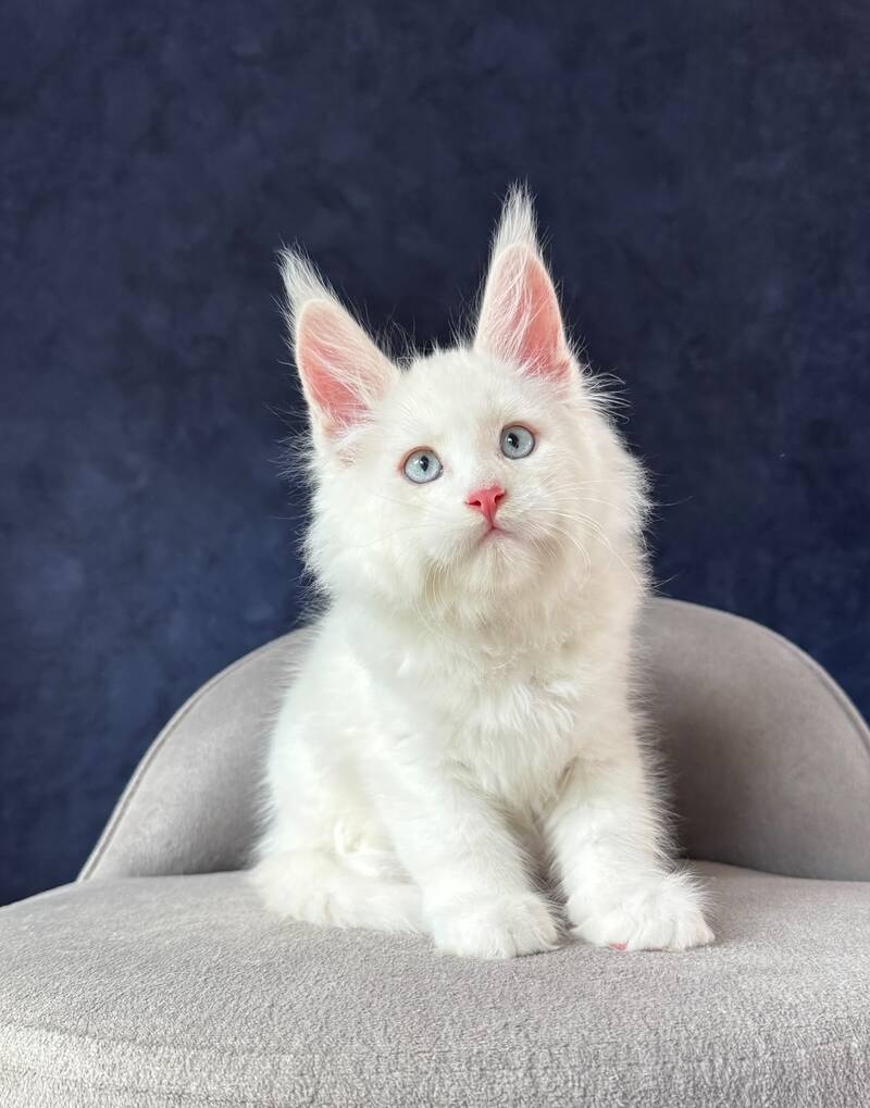 Gambler Maine Coon male, red silver chinchilla with white