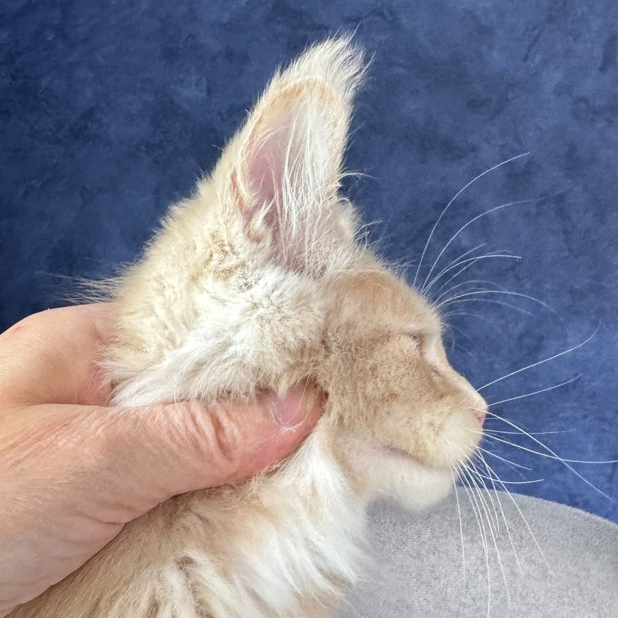 Rumbik Maine Coon polydactyl 6x6x6x6 male, cream with white