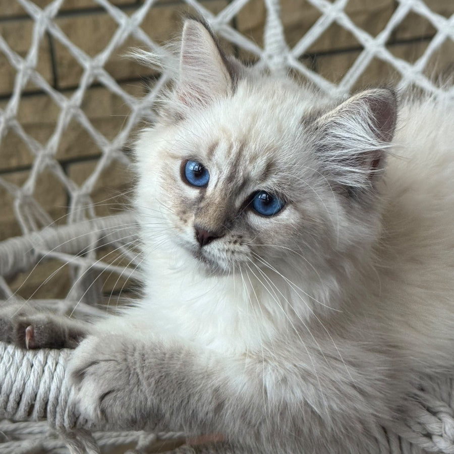 Max Ragdoll male, blue pointed