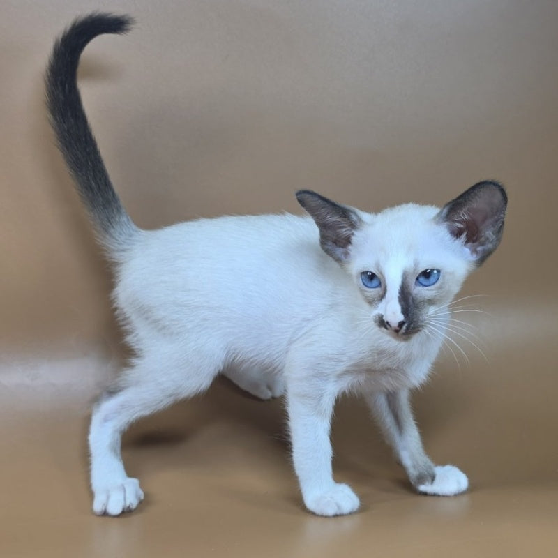 Zelda Siamese female, black mitted