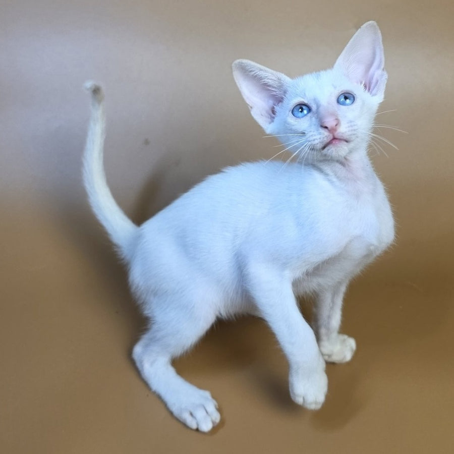 Draco Siamese male, red