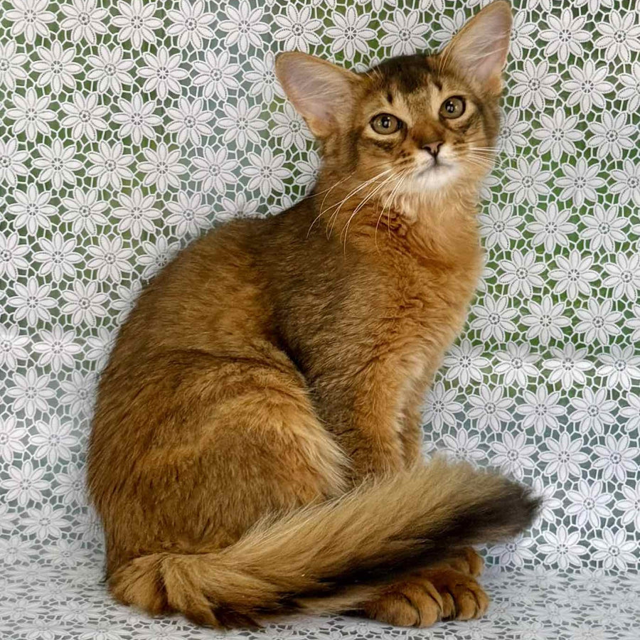 Dzhenifer Somali female, ruddy