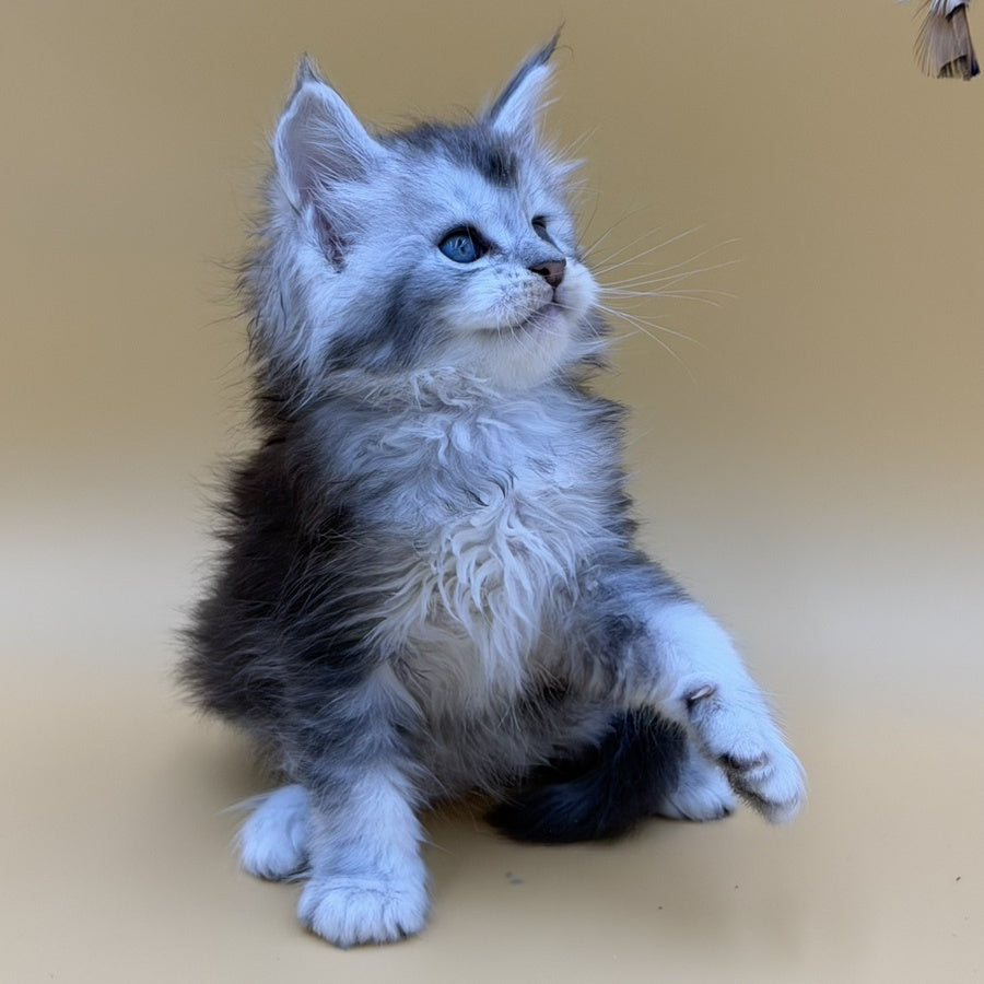 Hugo Maine Coon male, black silver ticked tabby