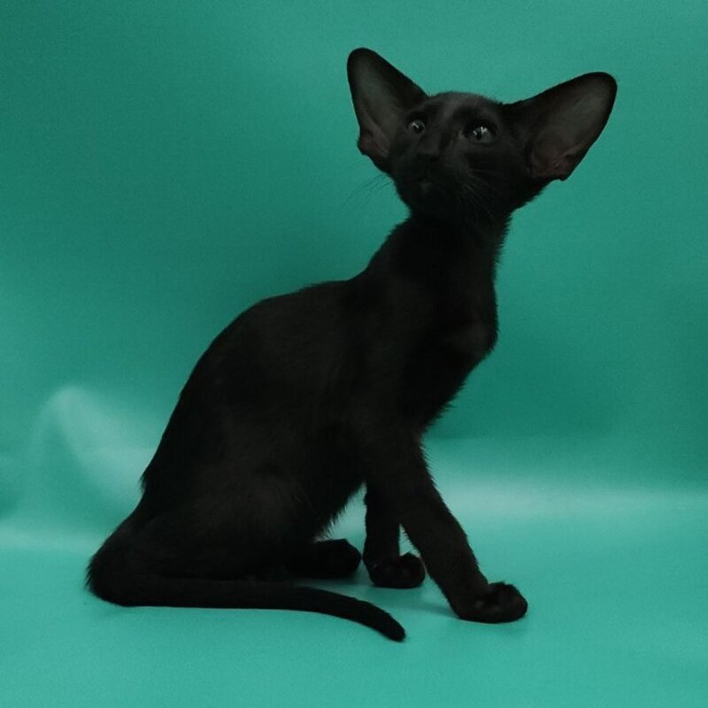 Ramses Oriental Shorthair male, black