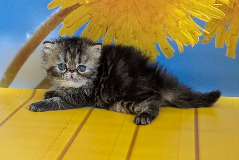 Pandora Persian female, black tabby