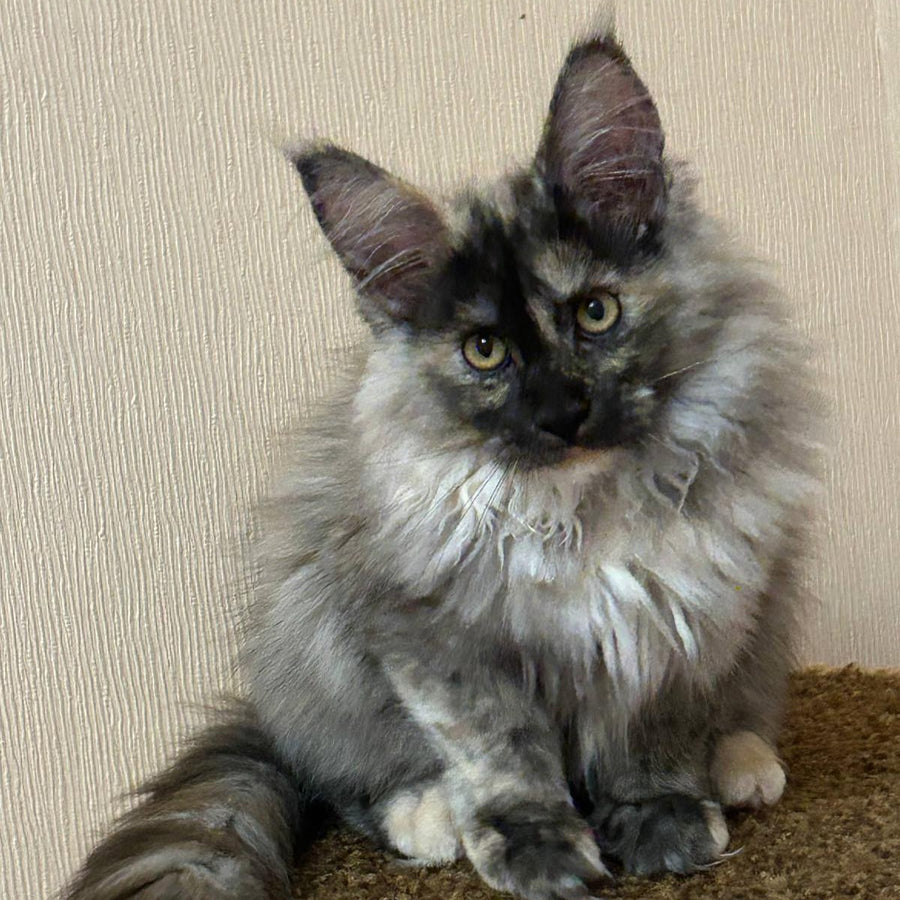 Roxy Maine Coon female, black tortie silver