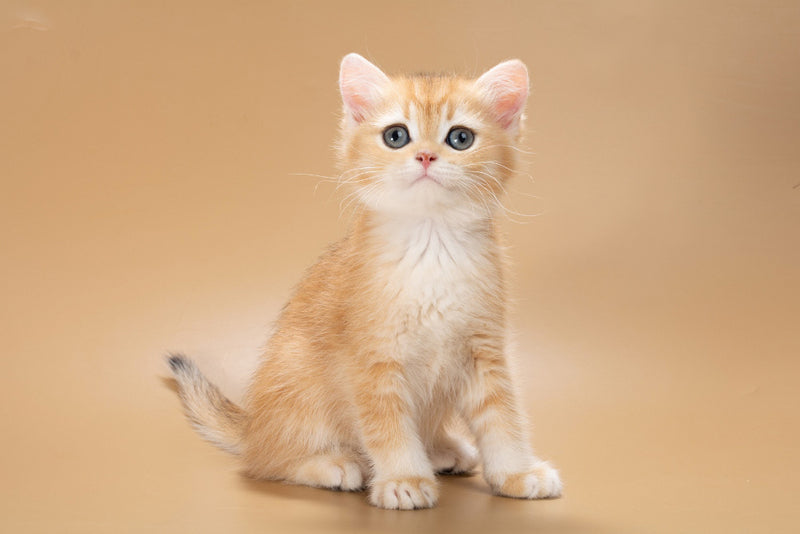 Enisey British Shorthair male, black golden shaded