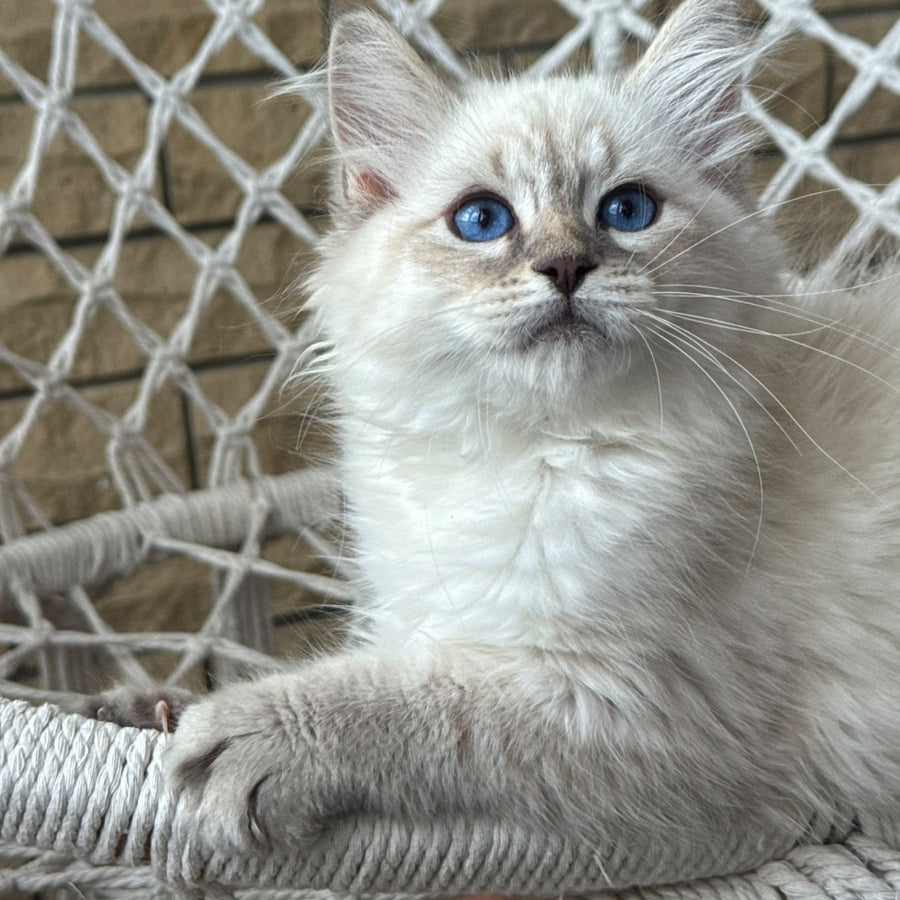 Max Ragdoll male, blue pointed