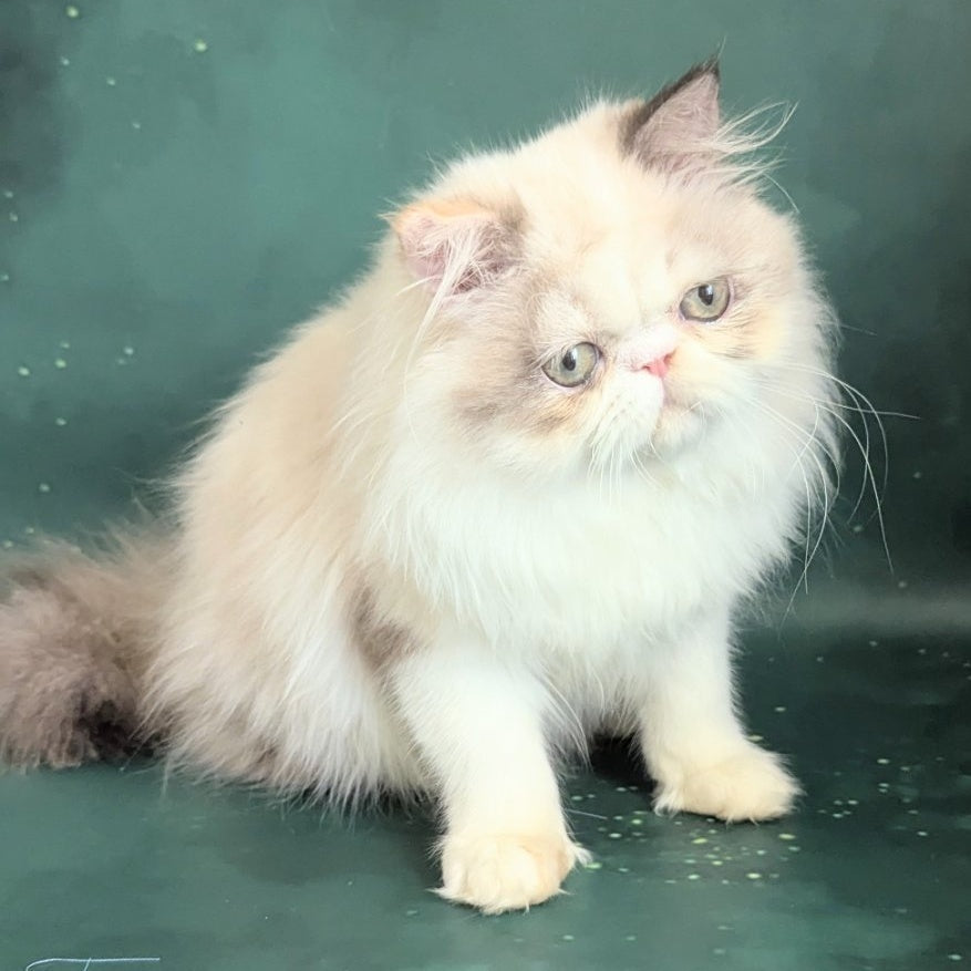 Nelli Persian female, blue tortie pointed bicolour