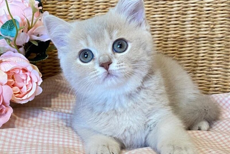 Jessi British Shorthair female, lilac golden shaded