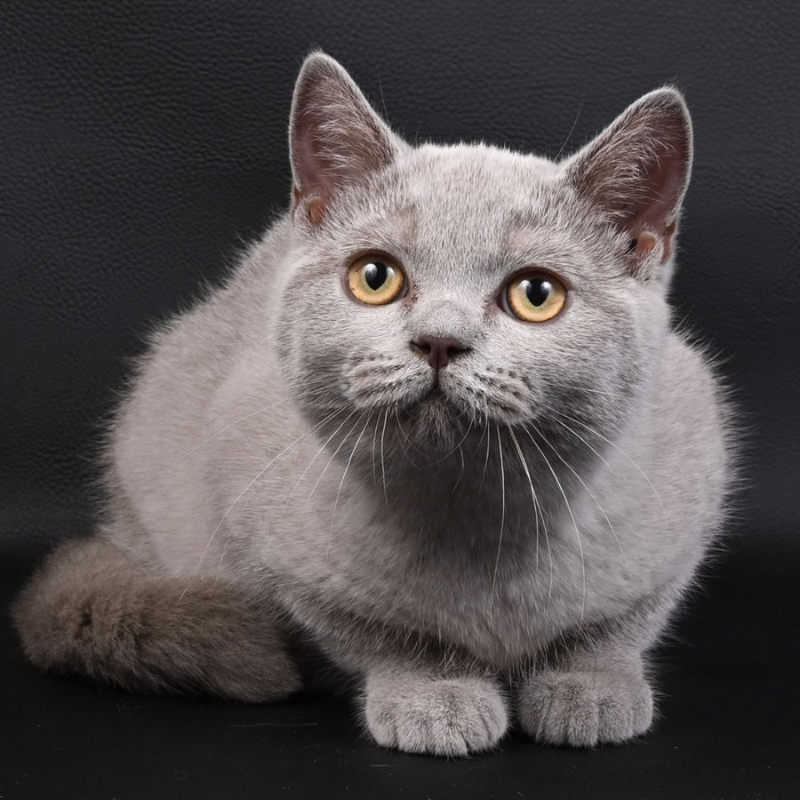 Enigma British Shorthair female, lilac