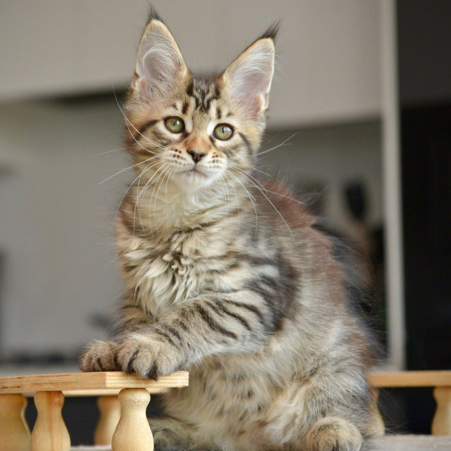 Yathana Maine Coon female, black tabby