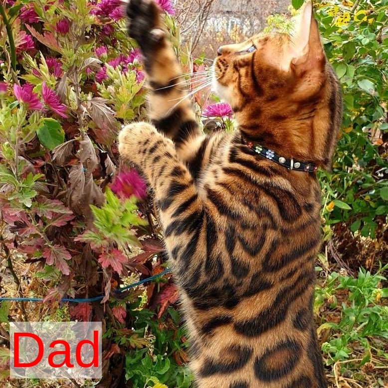 Azario Bengal male, black spotted tabby