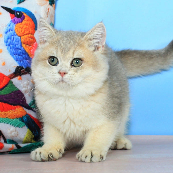 Tosha British Shorthair male, blue golden shaded