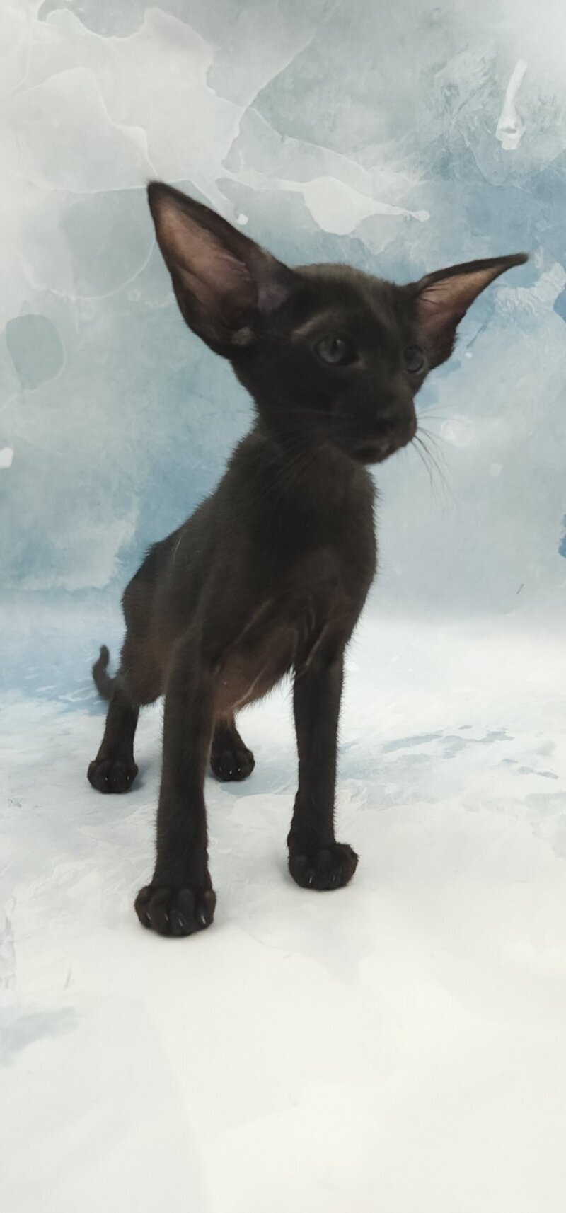 Orville Oriental Shorthair male, black