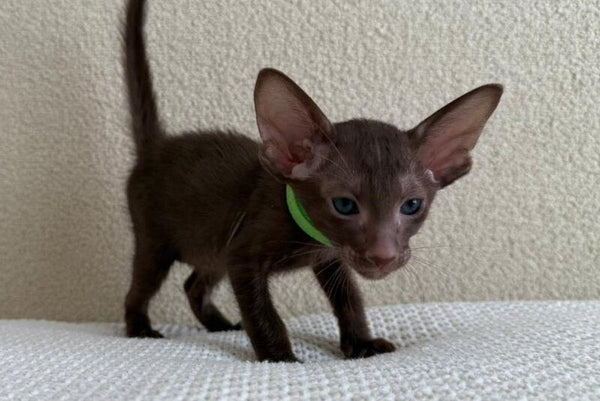 Aston Oriental Shorthair male chocolate - live animals