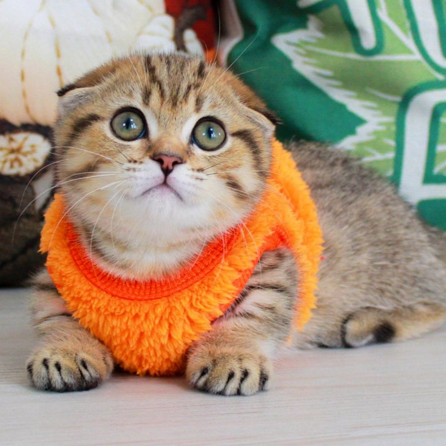 Marcus Munchkin male, chocolate golden spotted tabby