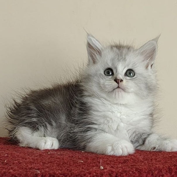 Happy Maine Coon female, black silver ticked tabby with white