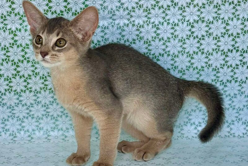 Zhasmin Abyssinian female blue - live animals